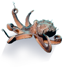extra-img